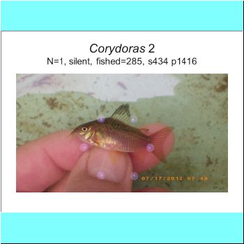 Corydoras 2.png